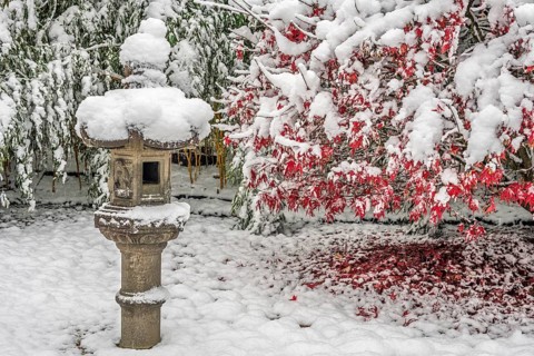Japanese style garden under the snow in winter. Bas rhin, Alsace, France