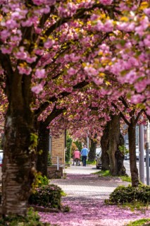 Blooming cherry trees on Saarner Straße in Mülheim an der Ruhr, seniors, spring, North