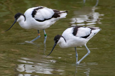 Avocet, Recurvirostra avosetta, saber beaks, birds, charadriiformes, limikolen, birds, waders,