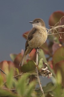 White-throated Tyrannulet (Mecocerculus leucophrys), Wayqecha Reserve, Peru