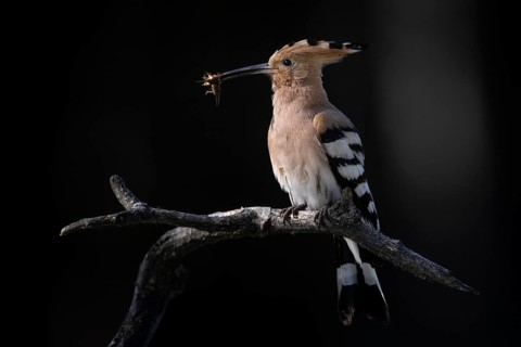 Eurasian Hoopoe (Upupa epops) with food in beak, Hungary