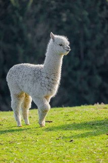 One young white Alpaca (Vicugna pacos) stands on a green meadow . A forest is in the distant