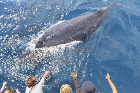 People on boat watching Humpback whale (Megaptera novaeangliae), Hervey Bay, Queensland, Australia
