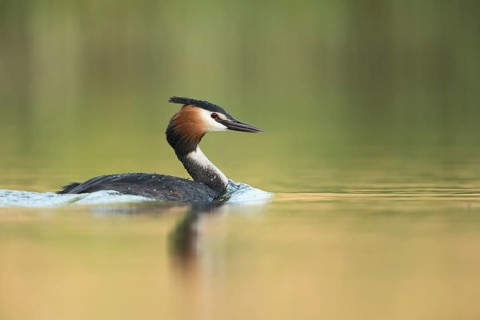 Great Crested Grebe (Podiceps cristatus), North Rhine-Westphalia, Germany