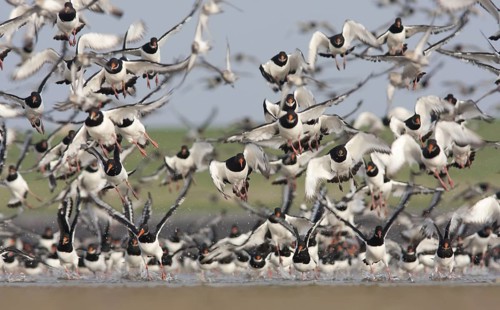 Eurasian Oystercatcher (Haematopus ostralegus), Schleswig-Holstein, Germany