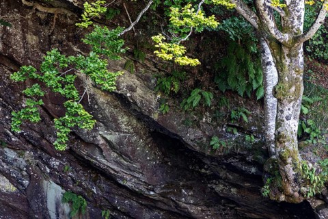 Rock with beech (Fagus), Verzasca Valley, Valle Verzasca, Canton Ticino, Switzerland