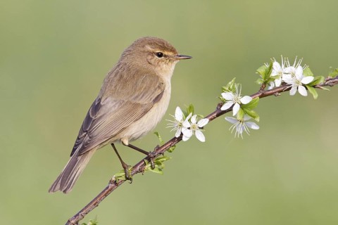 Common Chiffchaff (Phylloscopus collybita), St. Gallen, Switzerland