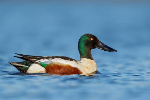 Northern Shoveler (Anas clypeata) in a pond near Nome, Alaska