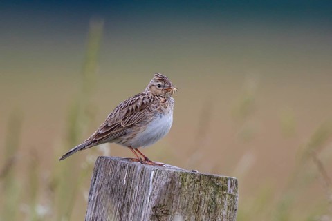 Eurasian Skylark (Alauda arvensis) perched on pale with food in beak, North Rhine-Westphalia,