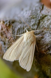 Pale grass owl, grass owl, mythimna pallens, sideridis pallens, common wainscot, high size,