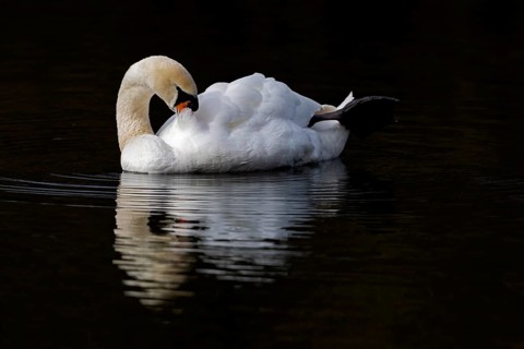 Mute Swan (Cygnus olor), Baden-Wuerttemberg, Germany