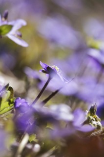 Liverwort (Hepatica nobilis), March, Germany