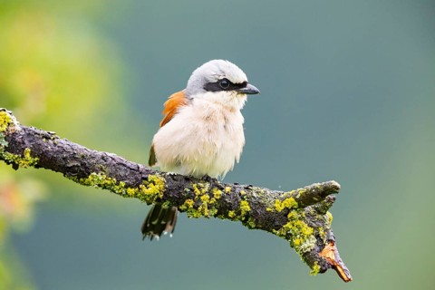 Red-backed shrike (Lanius collurio) ml Germany