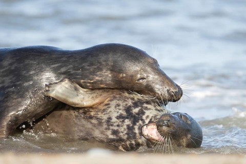 Atlantic grey seal (Halichoerus grypus) two adult animals in love courting in the breaking waves of