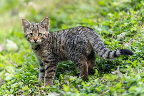 A kitten in the grass looks back attentively, possibly in search of something interesting, wildcat