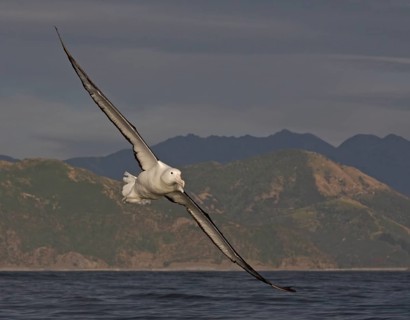 Northern Royal Albatross (Diomedea sanfordi) flying, Turoa, New Zealand