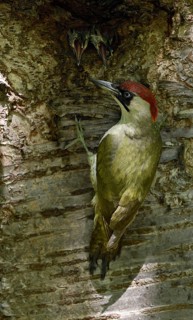 European Green Woodpecker (Picus viridis) female feeding chick in nest hole, North