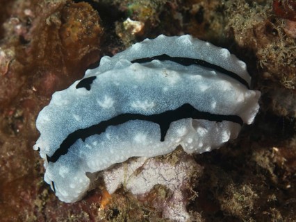 Black-and-white-spotted sea snail, Rudman's Phyllidiella (Phyllidiella rudmani), on a coral-like