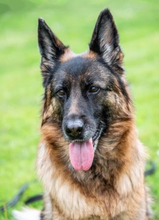 German Shepherd, female, portrait, attentive, sitting on lawn in Ystad, Skåne County, Sweden,