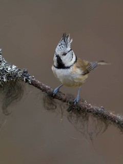 Crested Tit (Lophophanes cristatus), on a branch covered with bearded lichen, Biosphere Reserve,