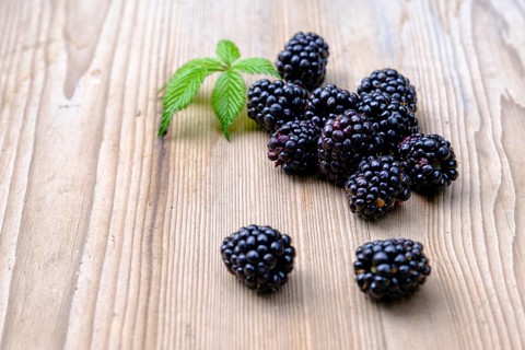 Blackberries, fruit, berries, in the garden, food, Upper Bavaria, Bavaria, Germany