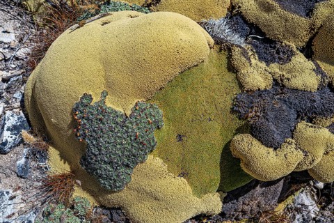 Areta plant (Azorella compacta), an extremely slow-growing cushion plant found in the Andes, the