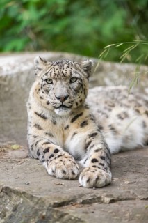 Snow leopard (Panthera uncia) lying on a rock, captive, habitat in Asia