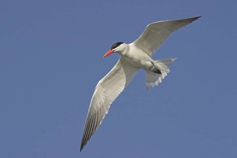 Caspian Tern (Hydroprogne caspia) flying, Ontario, Canada