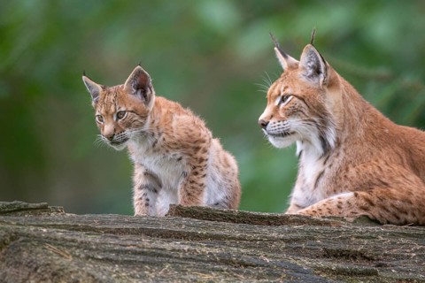 Lynx (Lynx lynx) with young, Haltern, North Rhine-Westphalia, Germany