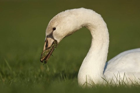 Mute Swan (Cygnus olor) juvenile, Rhineland-Palatinate, Germany