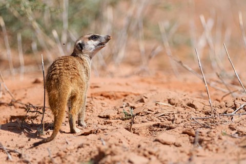 Meerkat (Suricata suricatta) with a fly in flight, adult suricate standing on all fours, on the