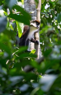 Red-tailed guenon or Congo white-nosed guenon (Cercopithecus ascanius schmidti), Bigodi, Western
