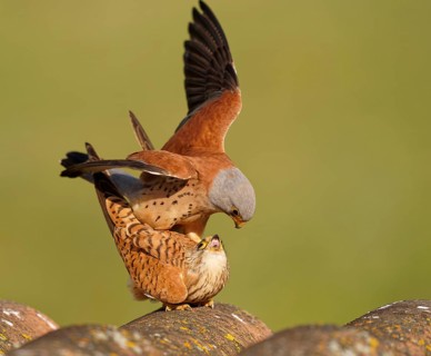 Pair of lesser kestrels (Falco naumanni), copula on the roof of an abandoned finca, Extremadura,