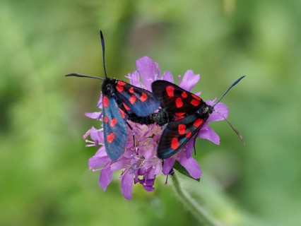 Two honeysuckle burnet moths (Zygaena lonicerae), burnet moths, droplets of blood on a purple