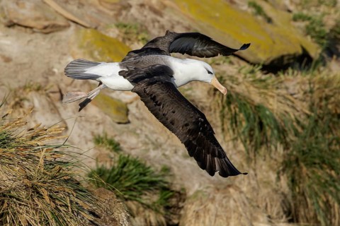 Black-browed Albatross (Thalassarche melanophris) at a nesting colony in the Falkland Islands