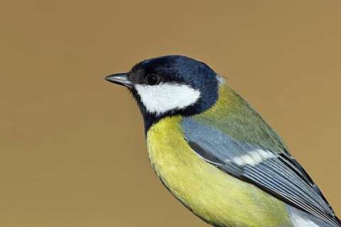 Great tit (Parus major), animal portrait, Wilnsdorf, North Rhine-Westphalia, Germany