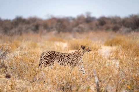 Cheetah (Acinonyx jubatus) runs in dry savanna, Etosha National Park, Namibia