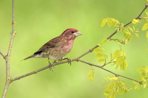 Purple Finch (Haemorhous purpureus) male, British Columbia, Canada