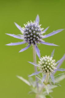 Amethyst sea holly (Eryngium amethystinum), flowers, ornamental plant, North Rhine-Westphalia,