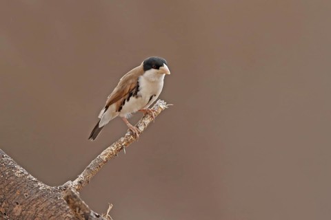 Black-capped Social Weaver (Pseudonigrita cabanisi), Samburu, Kenya