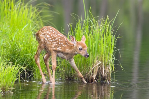 White-tailed deer (Odocoileus virginianus), Minnesota, USA. A young fawn stands on the bank of a