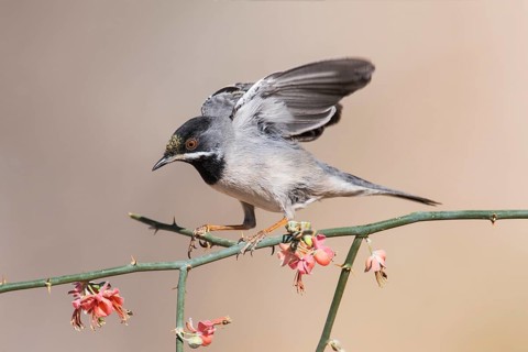 Rüppell's Warbler (Sylvia ruppeli) male, Eilat, Israel
