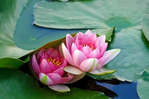 Water lily pond in late summer, water lilies (Nymphaea), Saxony, Germany