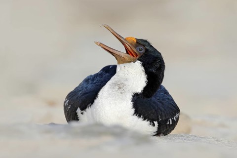 Open bill. Portrait sea bird Imperial Shag. Detail of black and white cormorant with blue eye,