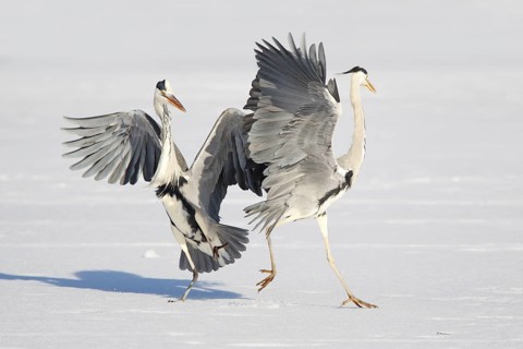 Grey Heron (Ardea cinerea) flying, Germany