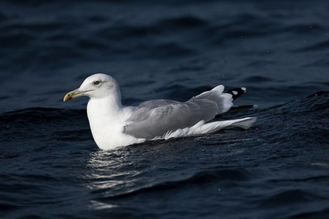 Caspian Gull (Larus cachinnans), North Sea, Germany
