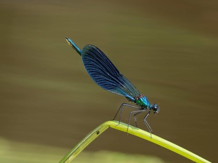 Banded demoiselle (Calopteryx splendens), sitting on a stalk, Saale River, Germany