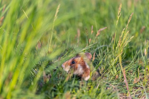 One European hamster (Cricetus cricetus), Eurasian hamster, black-bellied hamster or common