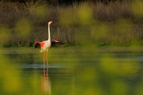 European Flamingo (Phoenicopterus roseus), Laguna de Fuente de Piedra, Spain
