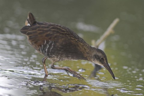 Virginia Rail (Rallus limicola), Ontario, Canada